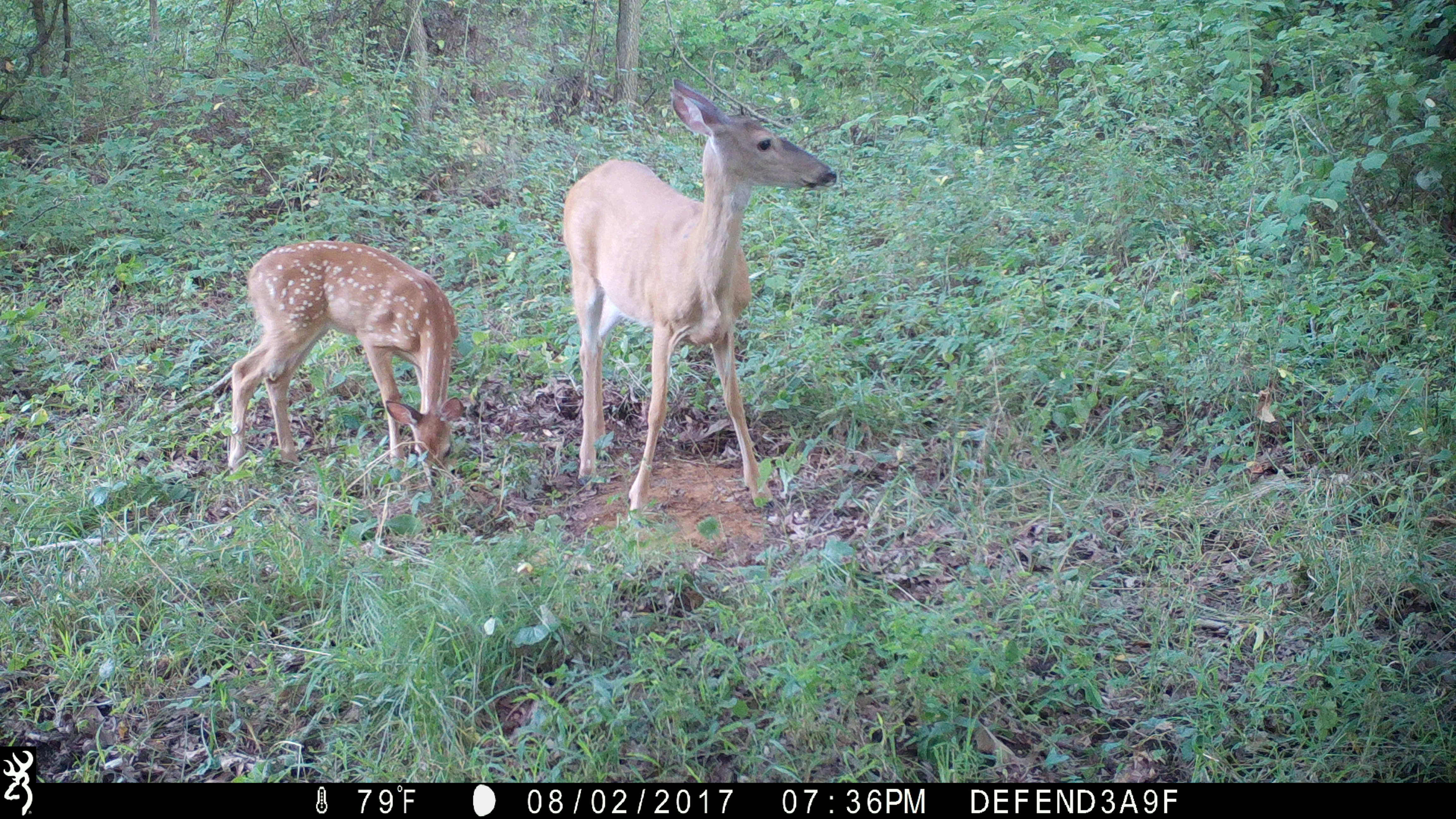 browning defender 850 trail cam