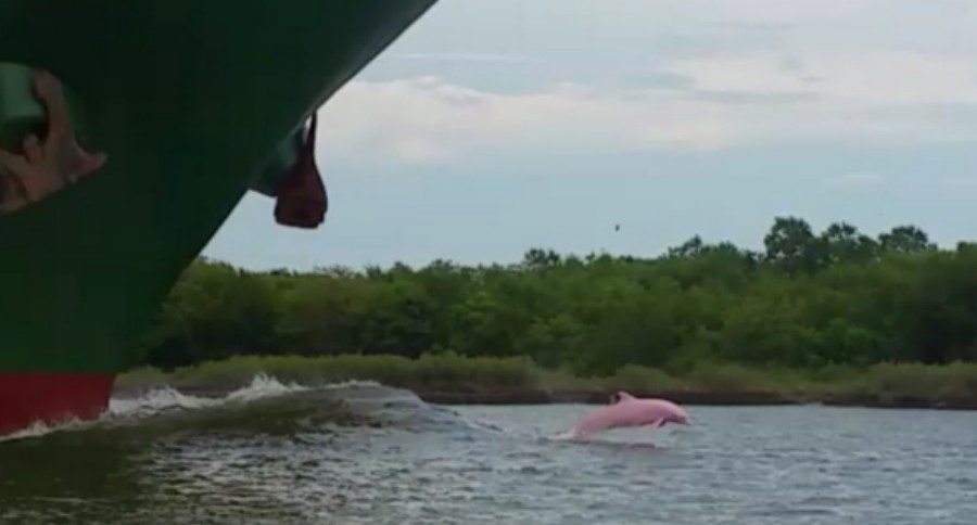 pink dolphins