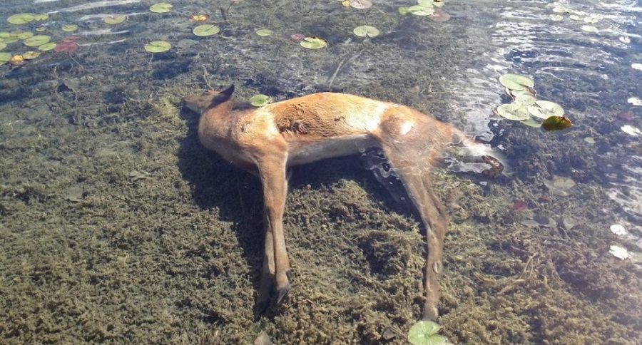 EHD in deer once again in Ohio