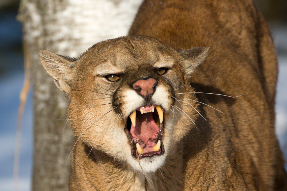 Fatal Mountain Lion Attacks