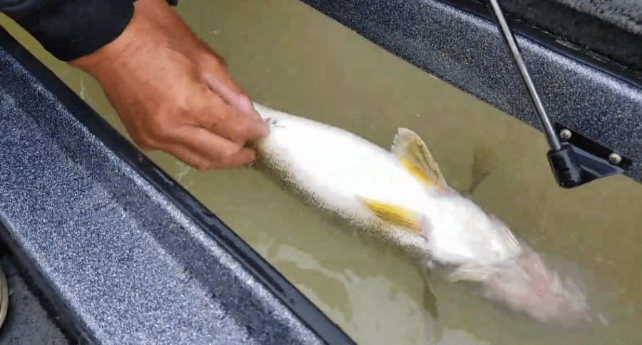 How to Fizz a Walleye: Catch and Release Fish From Deep Water - Wide ...