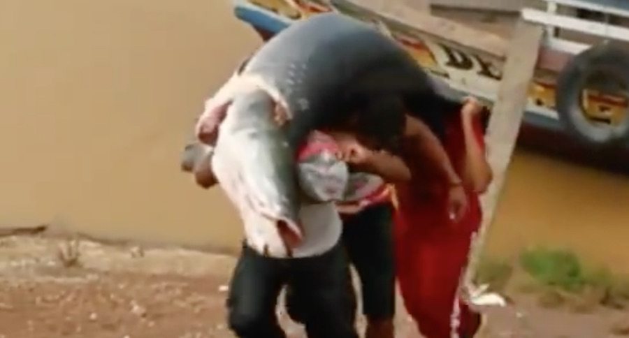 giant arapaima