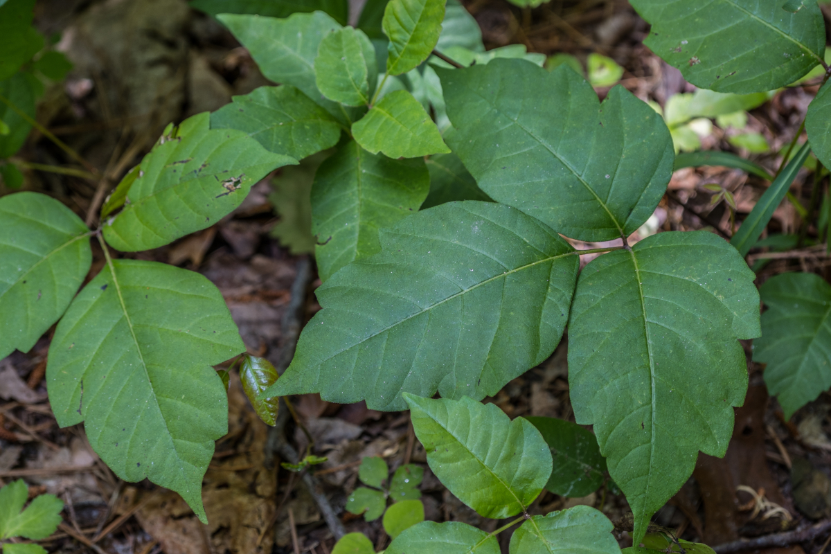 Home Remedies for Poison Ivy