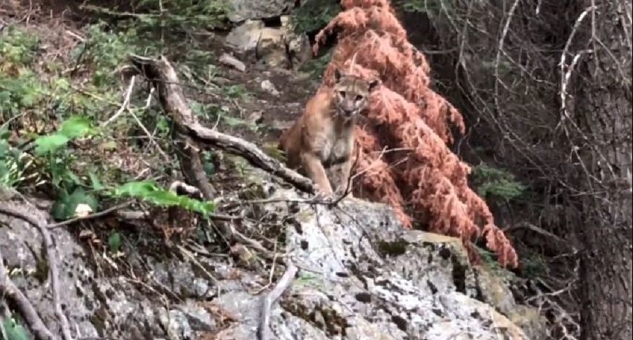 mountain lion