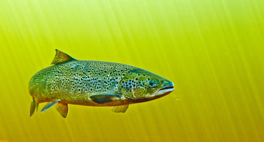 This Fish Story Out of Washington is Crazy - Wide Open Spaces