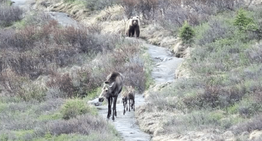 mother moose