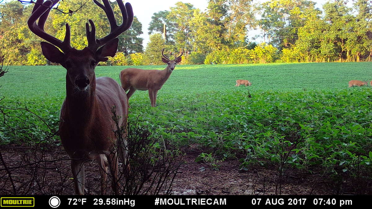 moultrie s-50i series trail cam