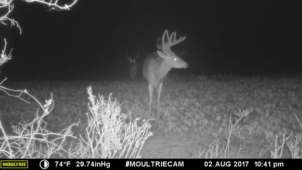 moultrie s-50i night trial cam