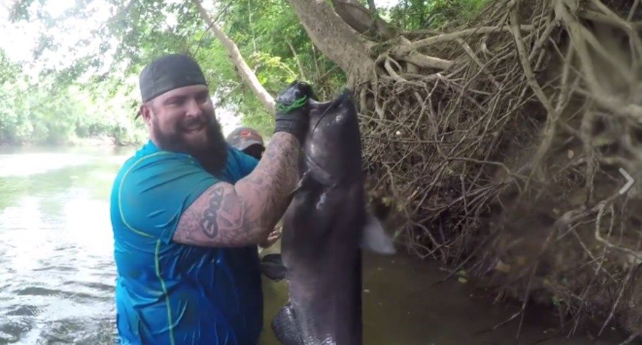 noodling catfish