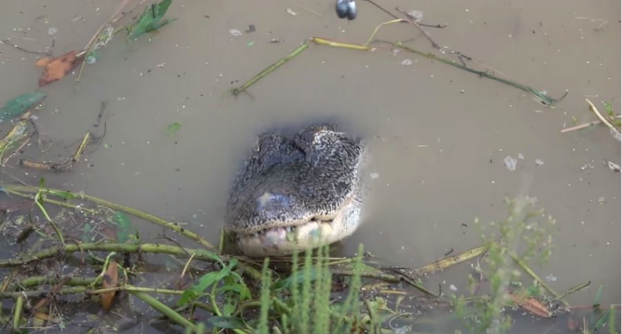 alligator