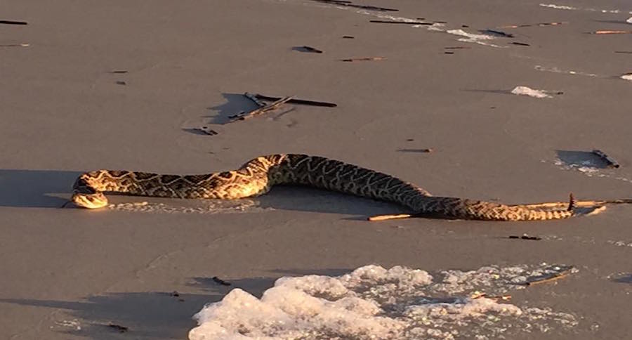 Hilton Head