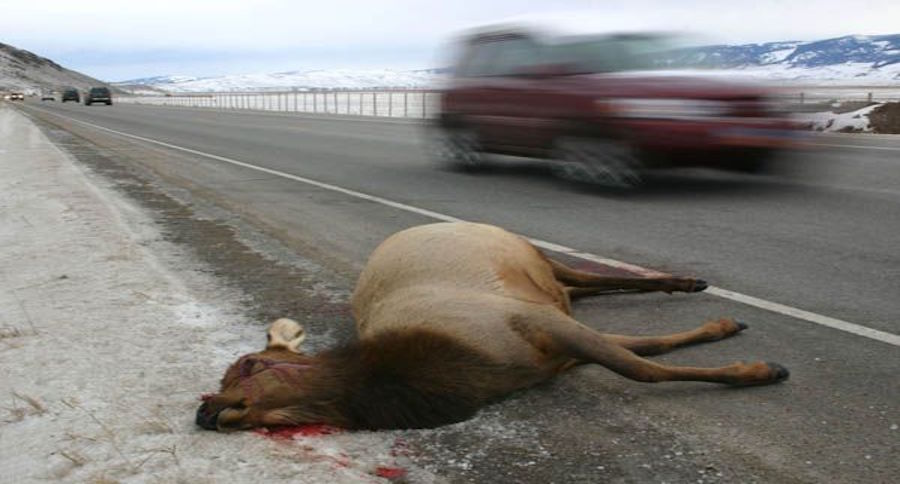 roadkill
