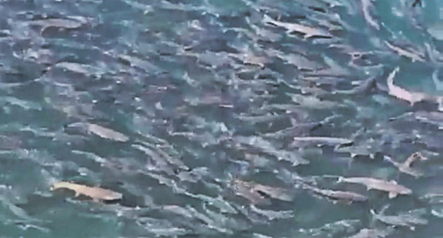 pink salmon