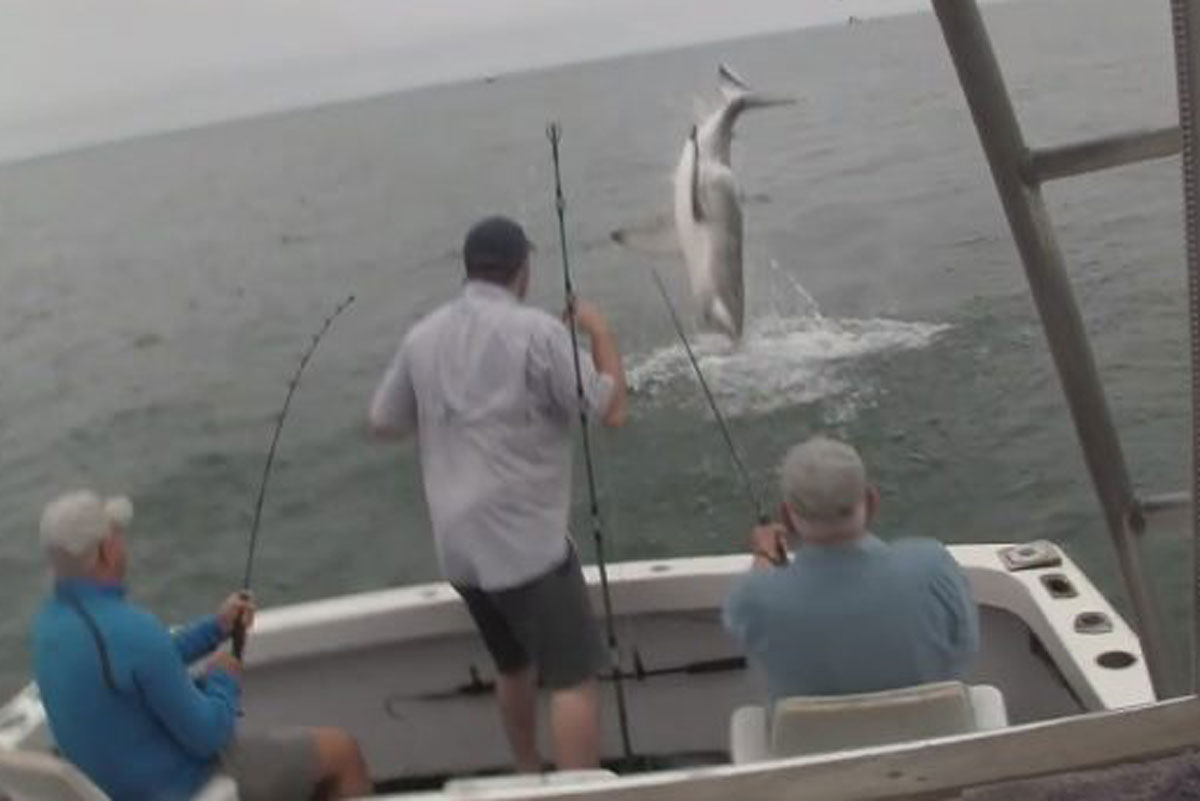 shark steals striper