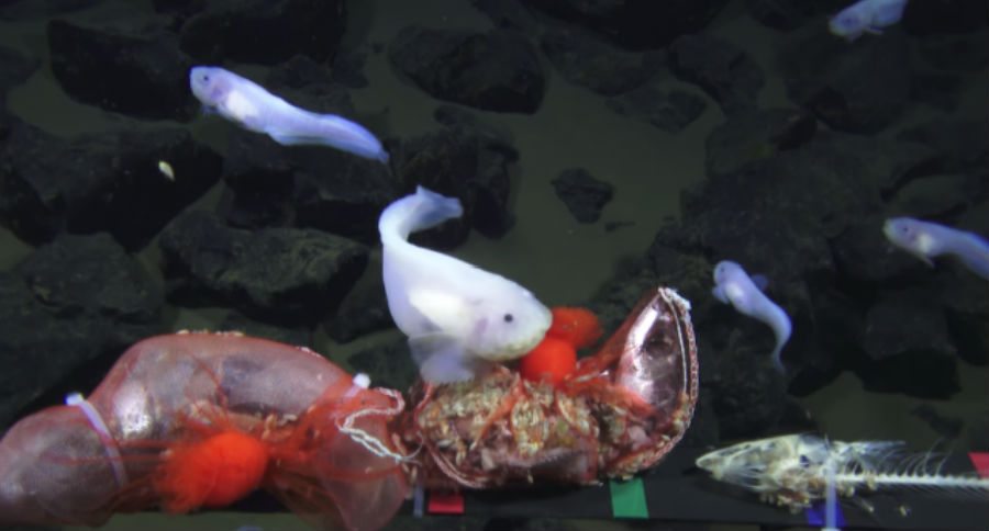 deepest living fish