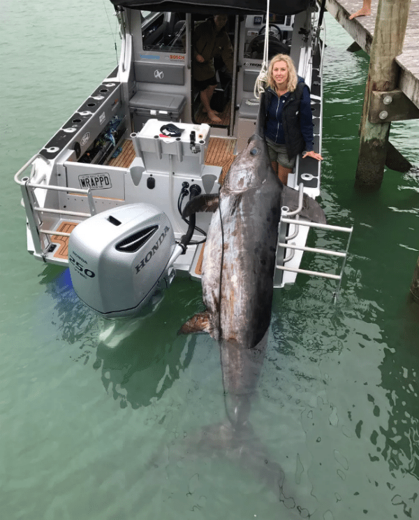 broadbill swordfish