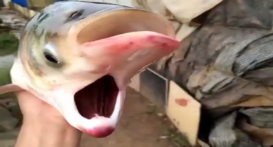 Freaky Two-Faced Carp is the Stuff of Nightmares, But is it Real? - Wide  Open Spaces
