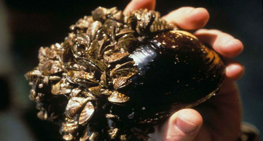 zebra mussels