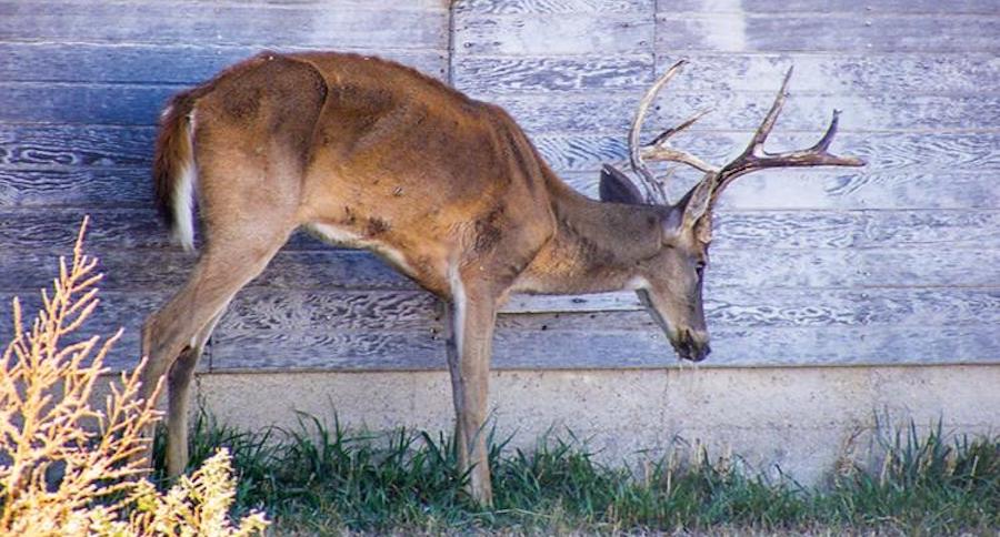 CWD affects humans