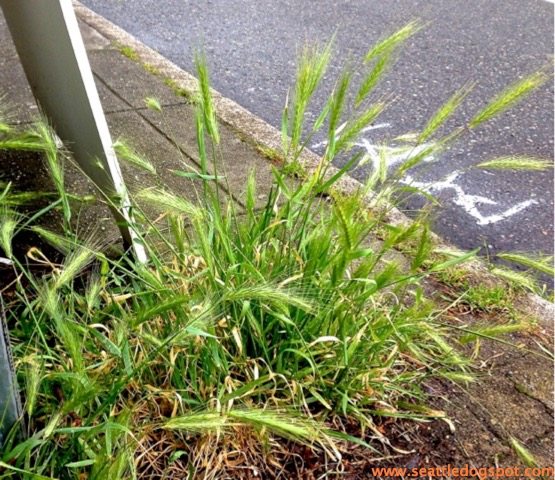 Foxtail Grass