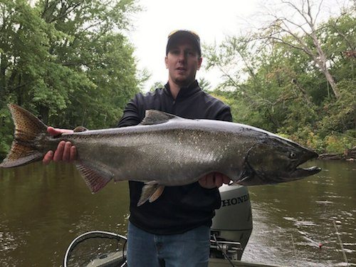 Michigan king salmon