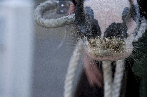 gypsy vanner mustache