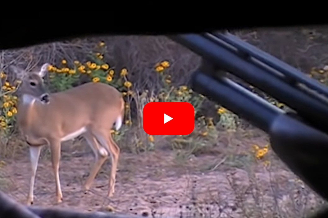Hunter sighting down a doe with a shotgun.