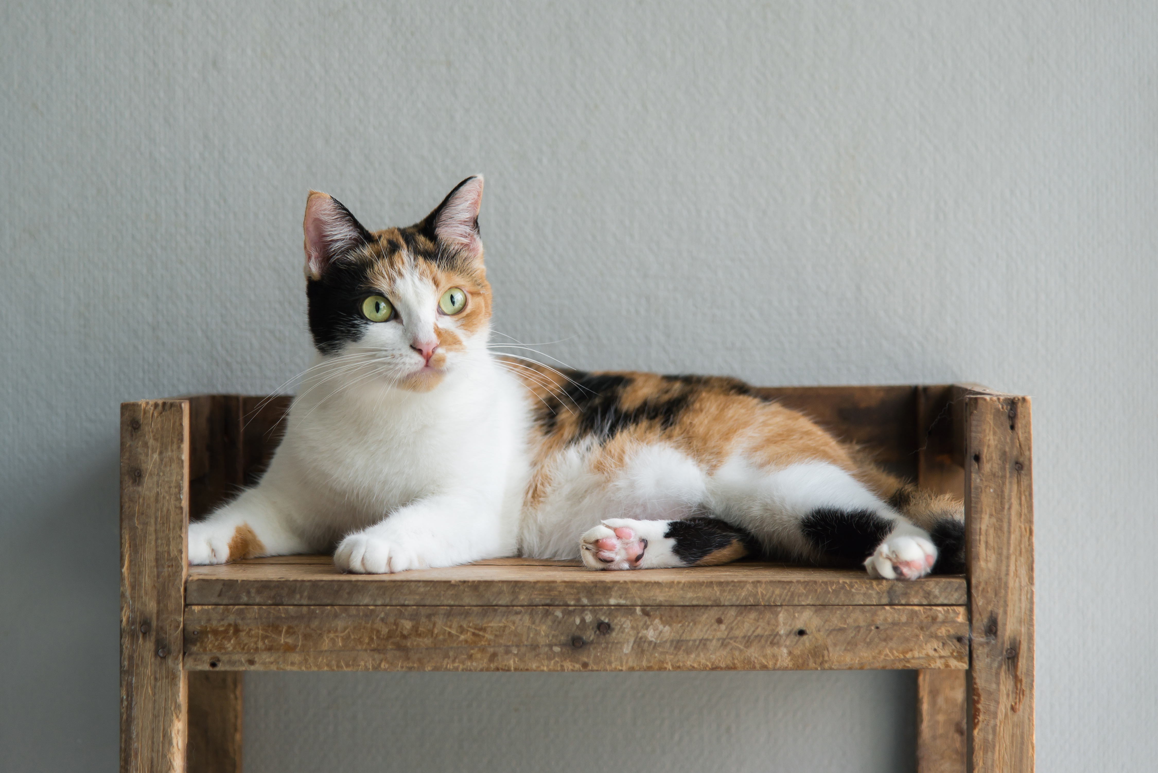 Cute Calico Cat 