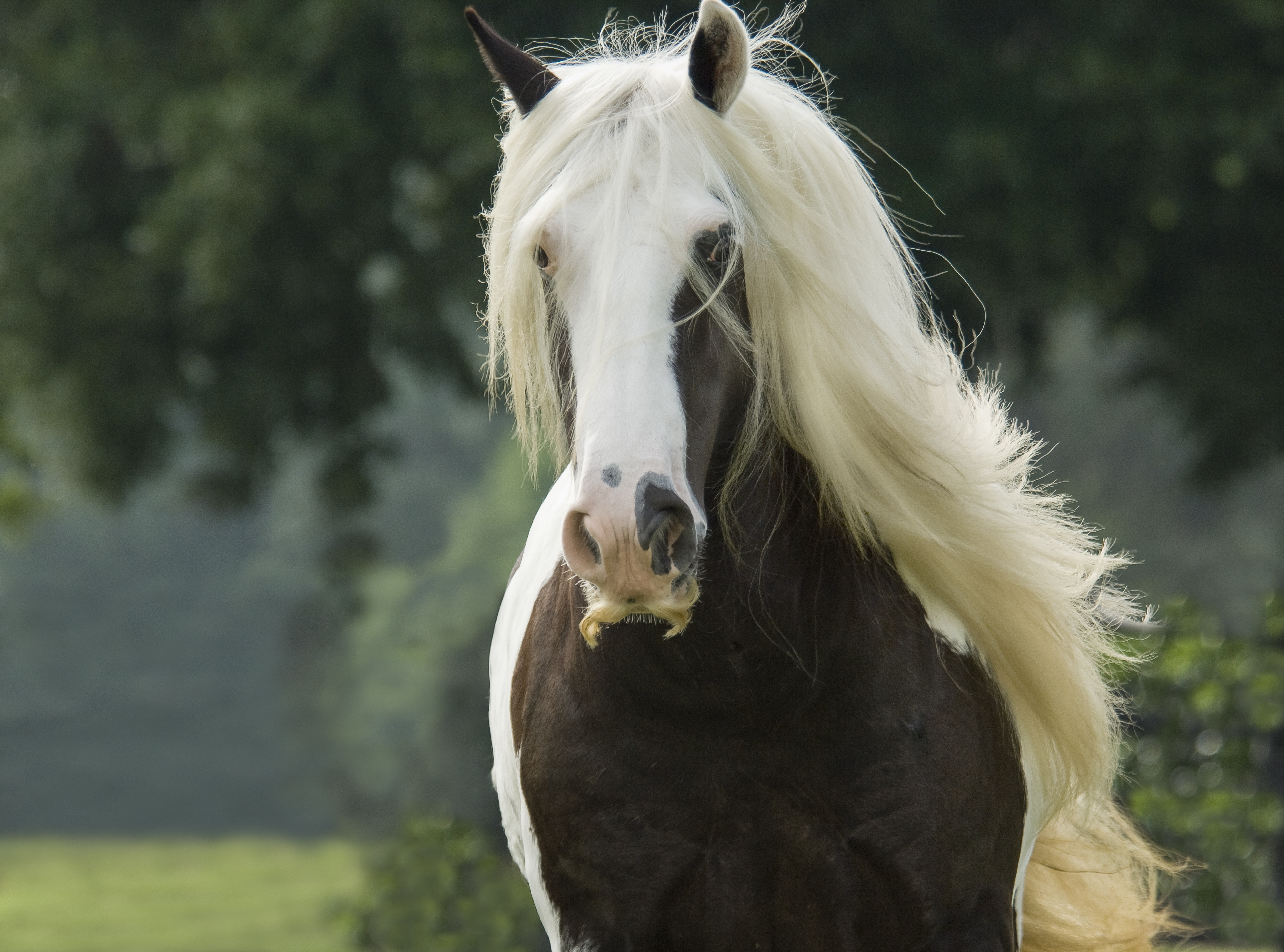 Gypsy Vanner Horse mare sporting extreme mustache