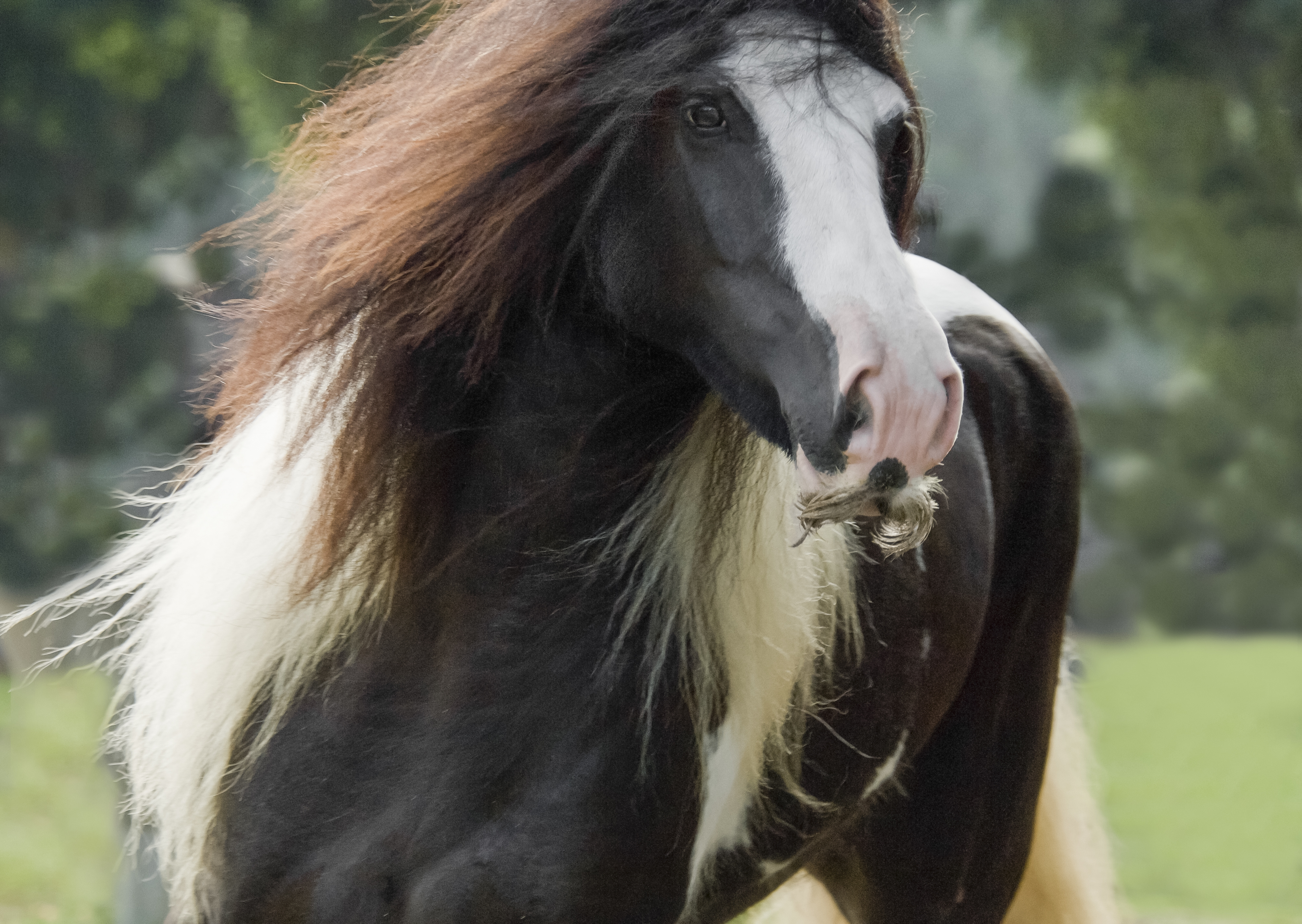 Gypsy Vanner Horse mare sporting extreme mustach