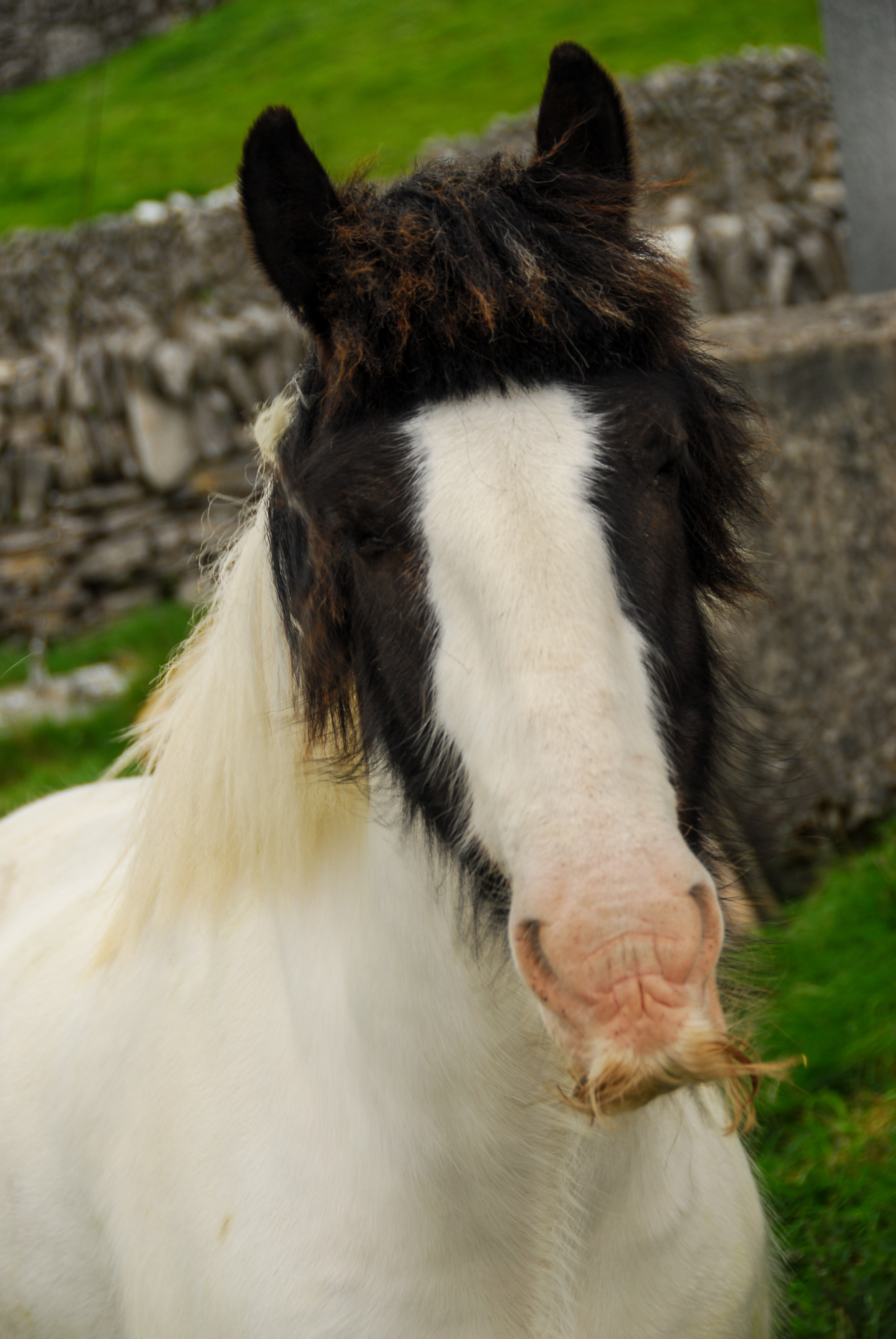 Aran Island Horse with Mustache