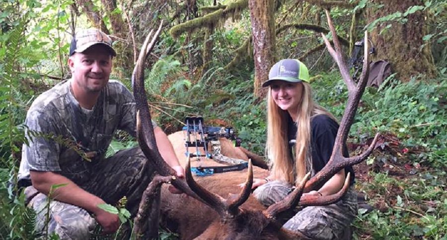 bull elk