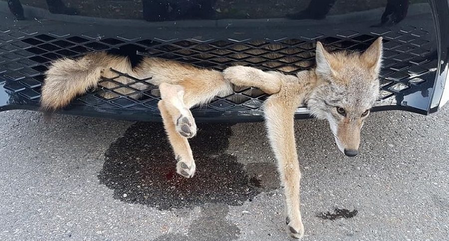 coyote car grill
