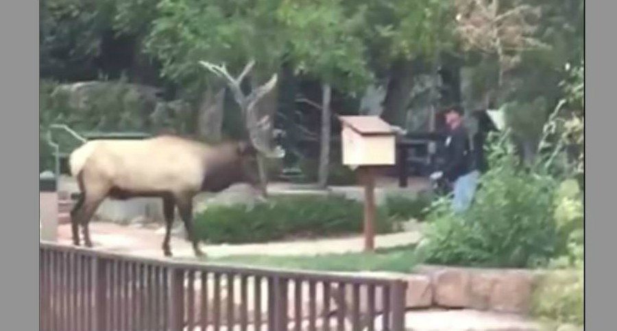 Estes Park Elk Attack