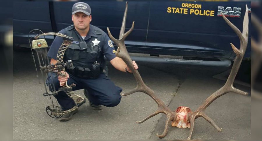 elk