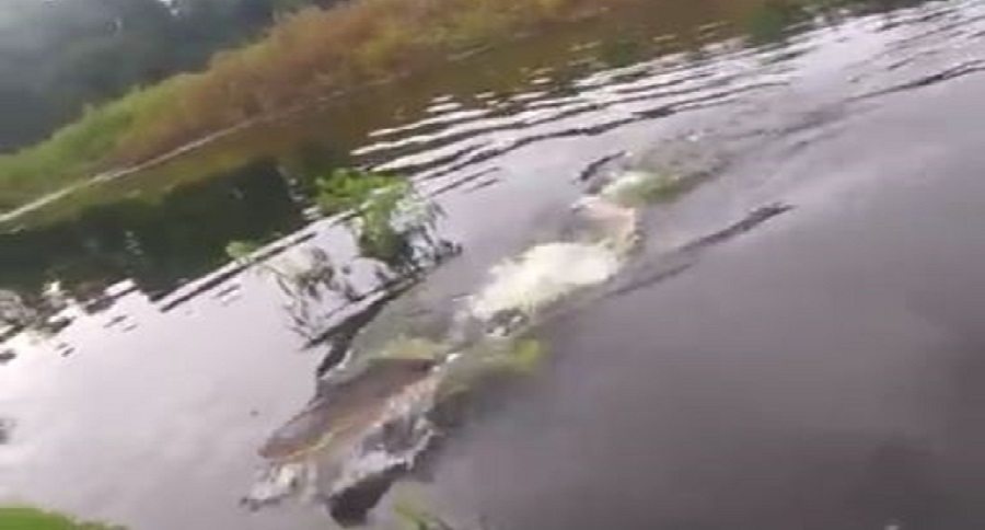 gator charge