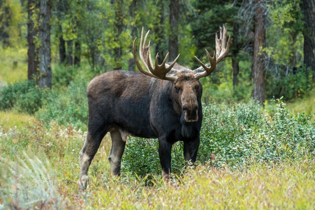 Very big moose bull with large antlers