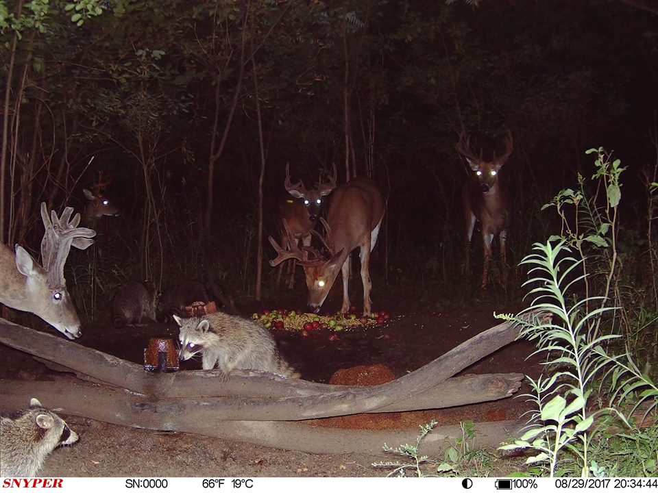 trail camera pics