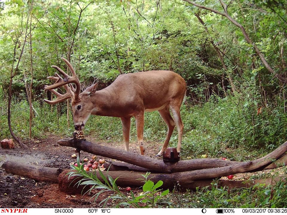 trail camera pics