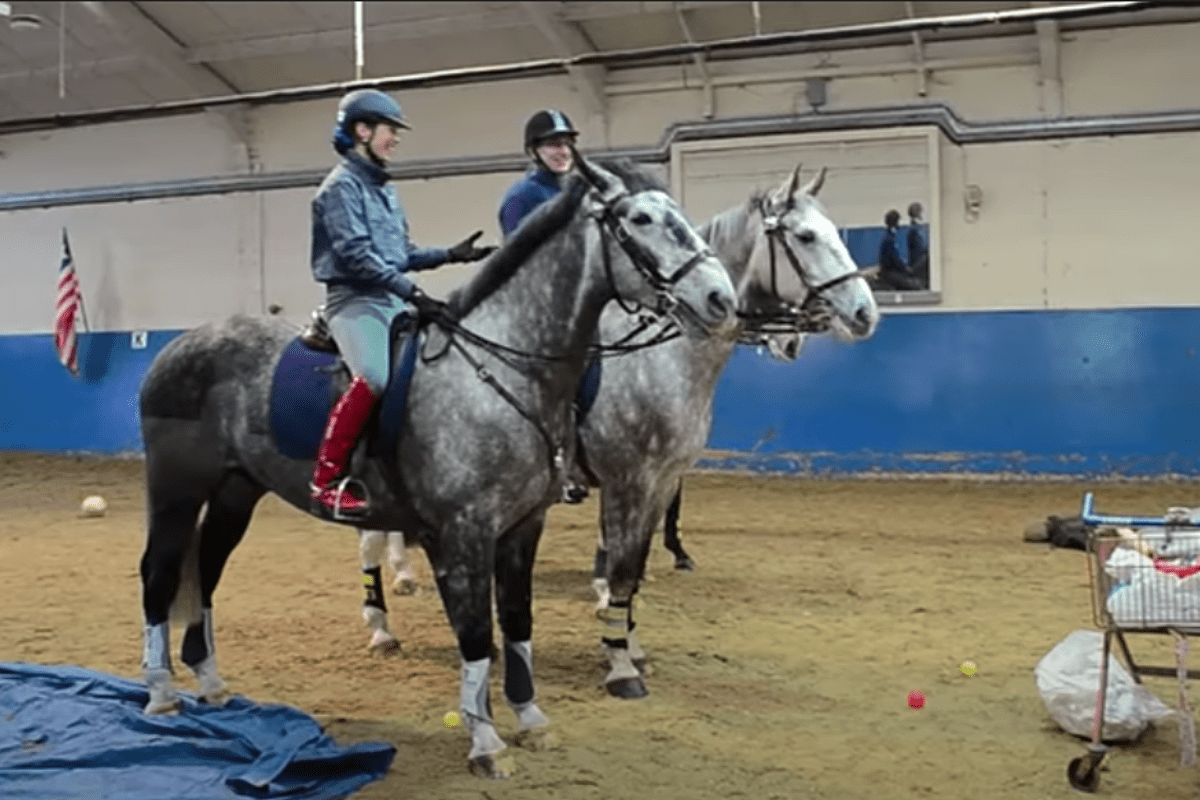 Police Horse Training Showcased by Metropolitan Police [VIDEO]