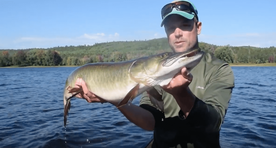 muskies on the fly
