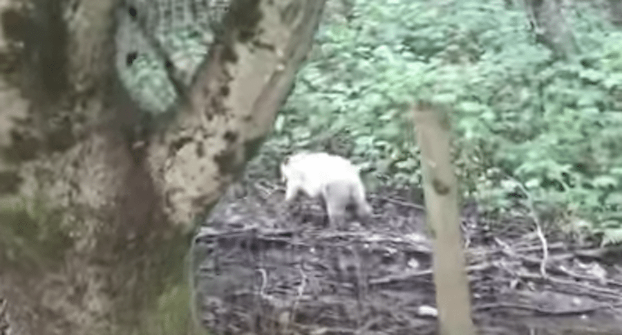spirit bear