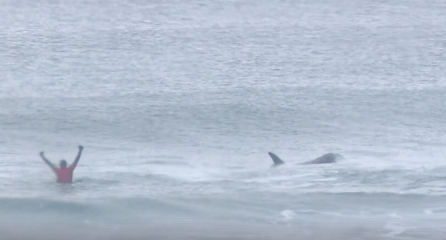 killer whale
