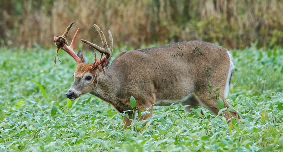 whitetail buck shedding velvet
