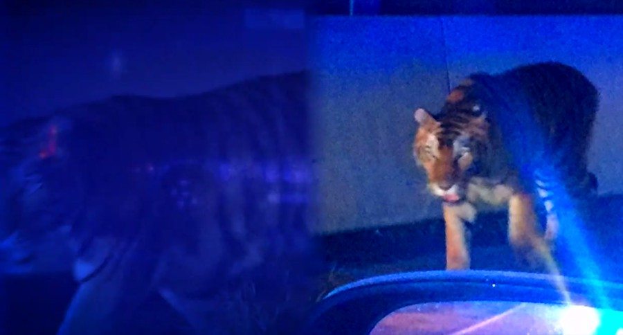 Atlanta tiger