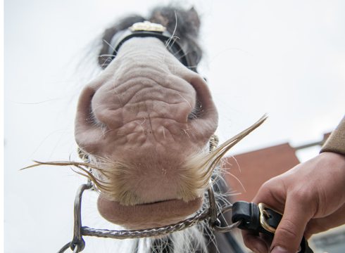 DRUMHORSE MERCURY INSPIRES MOVEMBER MOUSTACHES