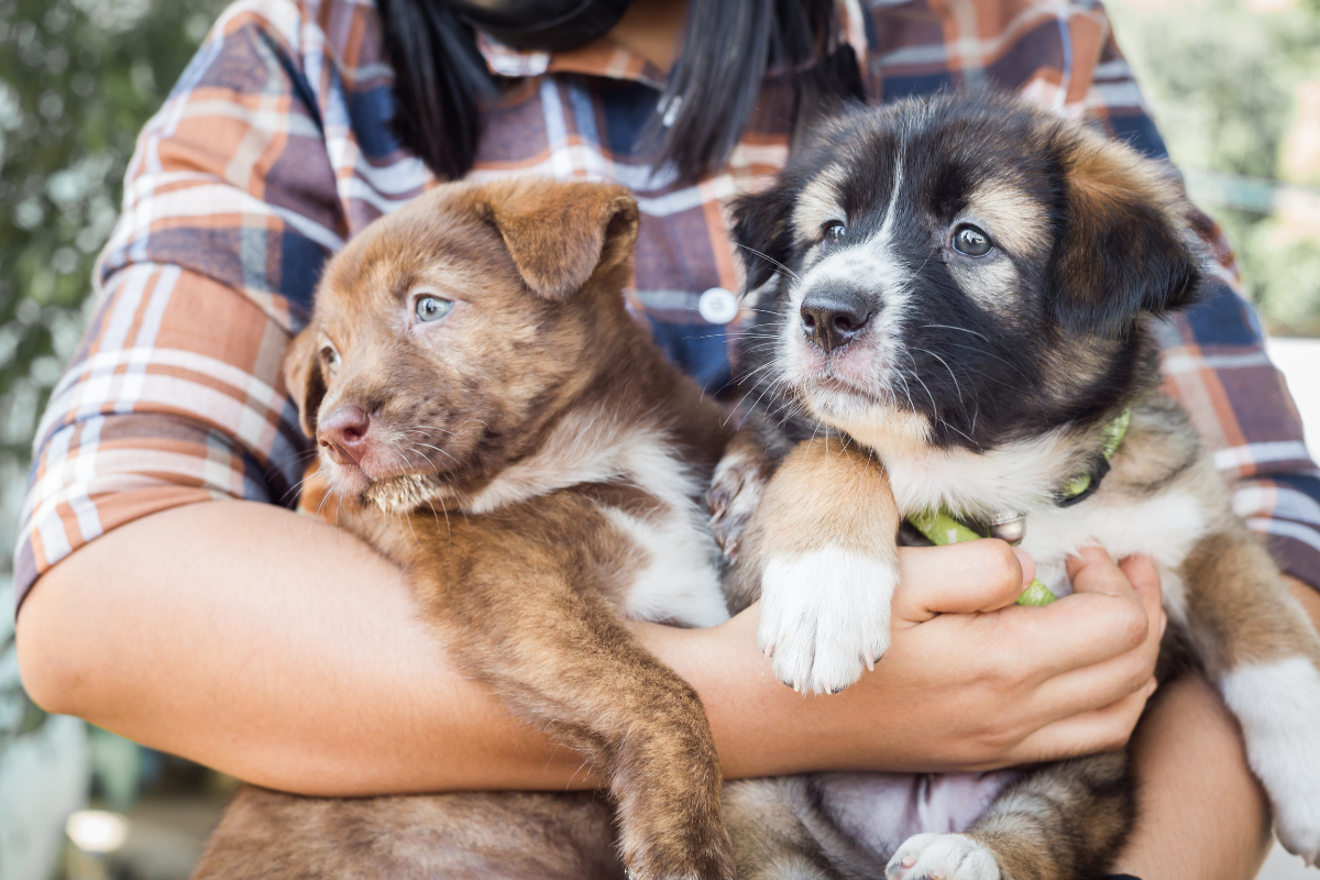 15 Most Expensive Dog Breeds in the World