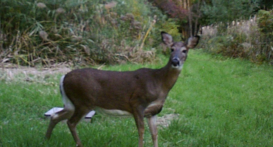 we didn't hunt at popular times
