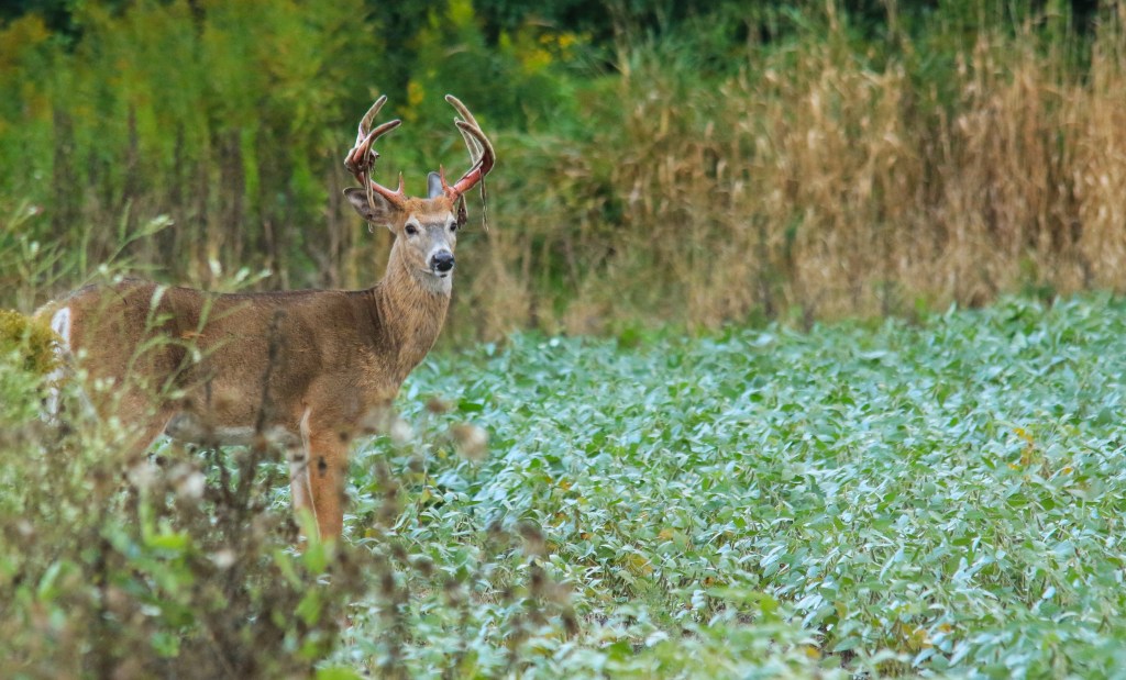 whitetail buck shedding velvet