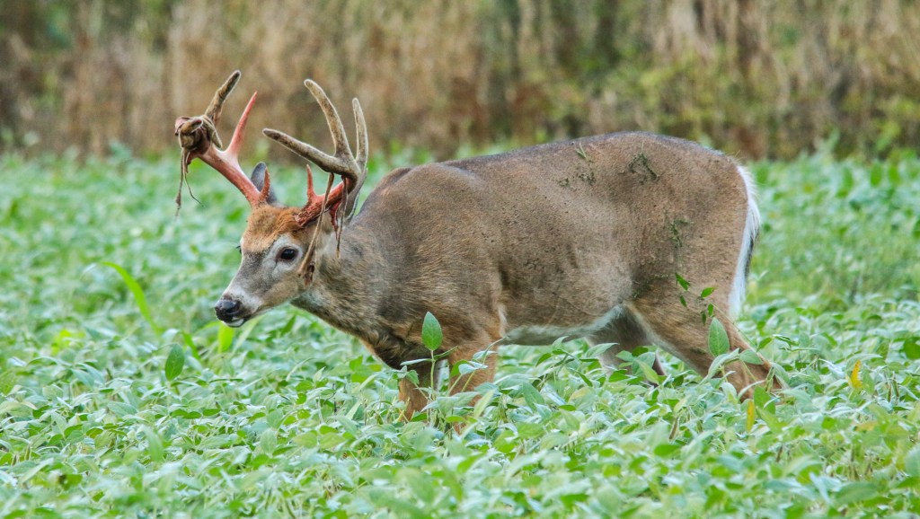 whitetail buck shedding velvet